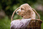 English Cocker Spaniel puppy in a basket