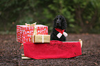 English Cocker Spaniel