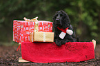 English Cocker Spaniel