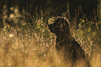 English Cocker Spaniel Portrait