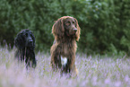 English Cocker Spaniel and German longhaired Pointer