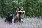 English Cocker Spaniel and German longhaired Pointer