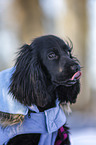 English Cocker Spaniel Puppy portrait