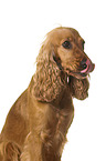 English Cocker Spaniel in front of white background