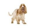 English Cocker Spaniel in front of white background