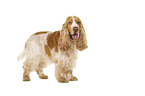 English Cocker Spaniel in front of white background