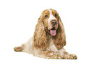 English Cocker Spaniel in front of white background
