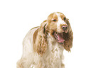 English Cocker Spaniel in front of white background