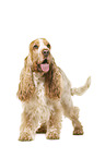 English Cocker Spaniel in front of white background