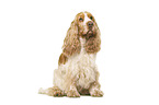 English Cocker Spaniel in front of white background