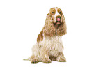 English Cocker Spaniel in front of white background
