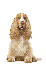 English Cocker Spaniel in front of white background