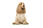 English Cocker Spaniel in front of white background