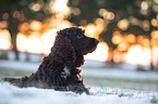 dark English Cocker Spaniel