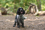 English Cocker Spaniel