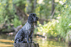 sitting English Cocker Spaniel