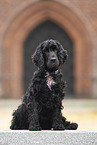 sitting English Cocker Spaniel