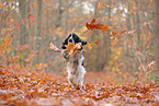 English Cocker Spaniel in autumn