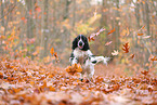 English Cocker Spaniel in autumn