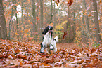 English Cocker Spaniel in autumn