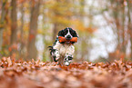 English Cocker Spaniel in autumn