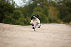 running English Cocker Spaniel