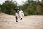 running English Cocker Spaniel