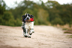 running English Cocker Spaniel