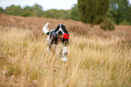 English Cocker Spaniel