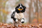 English Cocker Spaniel in autumn