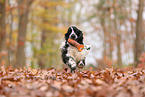 English Cocker Spaniel in autumn