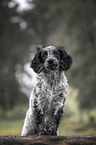 English Cocker Spaniel Puppy