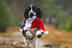 running English Cocker Spaniel