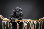 English Cocker Spaniel  Puppy