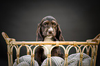 English Cocker Spaniel  Puppy