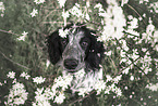 female English Cocker Spaniel