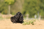 black English Cocker Spaniel