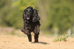 black English Cocker Spaniel