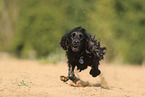 black English Cocker Spaniel