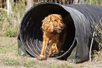 red English Cocker Spaniel