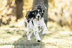 running English Cocker Spaniel