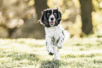 running English Cocker Spaniel