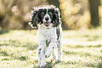 running English Cocker Spaniel