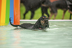 English Cocker Spaniel at swimming bath