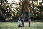 female English Cocker Spaniel