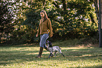 female English Cocker Spaniel