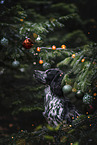 female English Cocker Spaniel