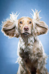 English Cocker Spaniel in studio