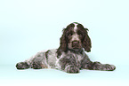 English Cocker Spaniel Puppy