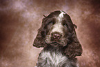 English Cocker Spaniel Puppy